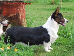 RUS/BLR CH Manju Jewel Controversia