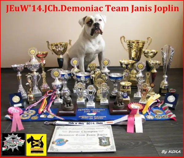 Ch.JCh.JEUW'14. Demoniac Team Janis Joplin