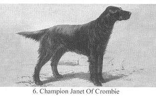 CH Janet of Crombie
