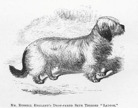 Laddie [Mr. Russell England's Drop-Eared Sky Terrier]