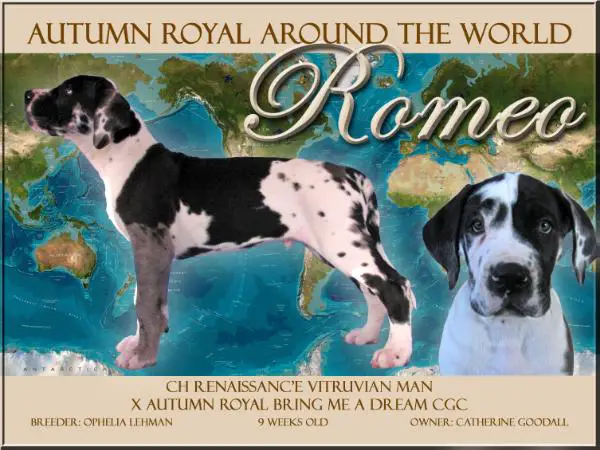 Autumn Royal Around The World