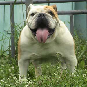 Lunniy Svet Evelin Karol Baby