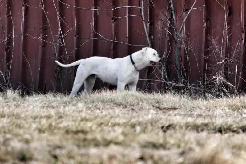 NKC Jr CH / CH Outkast Bullies Kiss My Kash