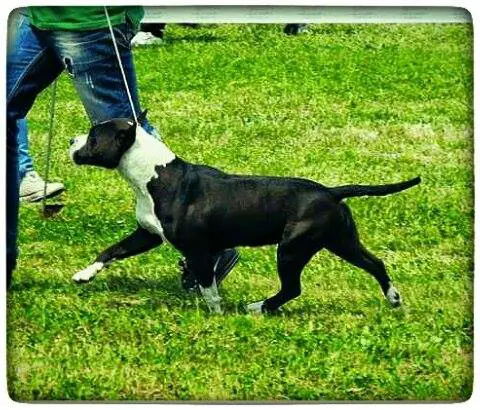 J.CHAMPION OF SERBIA Lioness of Nimiloxus