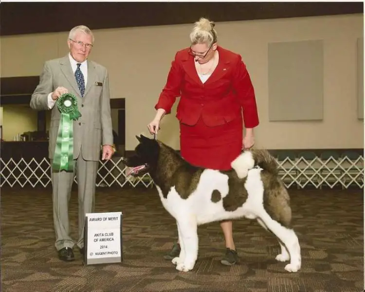 AKC GCH Liberty's Dr. Feelgood
