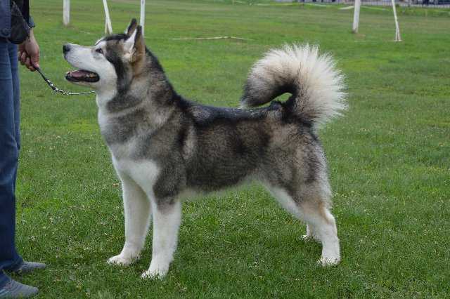 JCH RUS, CH RUS, CH National Klub Severnyi Shtorm Kimberly