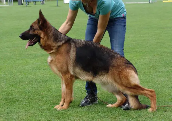 V Anusch vom Frankengold