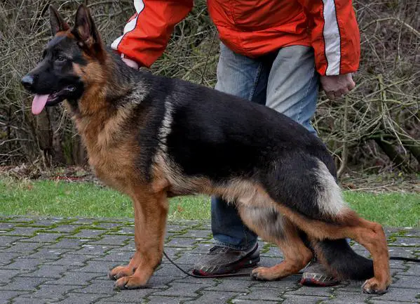 Balou vom Altenberger Land