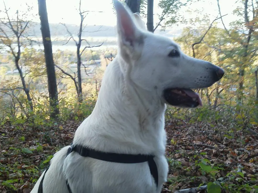 Leonidas Duke Dakota Ibarra "Leo"