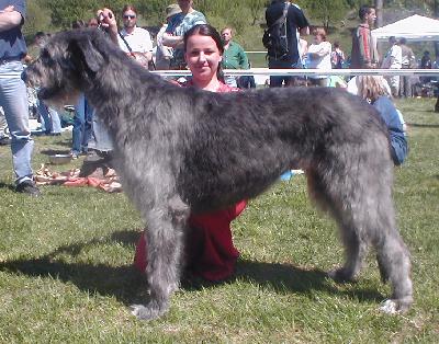 ICH., CH. Aurora Roan Inish