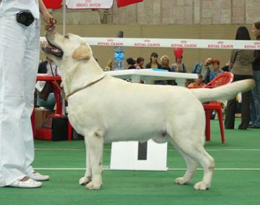 STENVEYZ LED ZEPPELIN