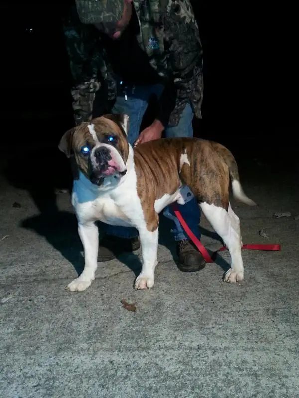 Whites Powerstroke Diesel