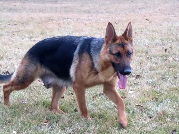 Beattys Cole Of Regratta