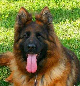 3xSg1 ,Sg3,CACJ,BOB DORIS Danaos