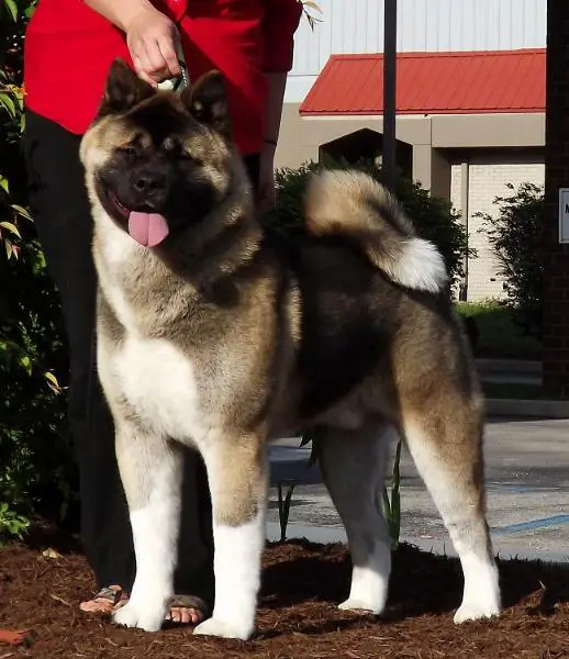 AKC GCH Day Dream's Keeper Of My Dreams