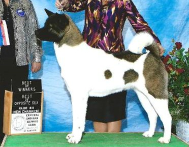 AKC GCH Day Dream's Fast & Furious Enzo