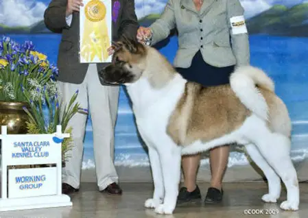 AKC GCH MindaSVS The Godfather At Midn'Ite