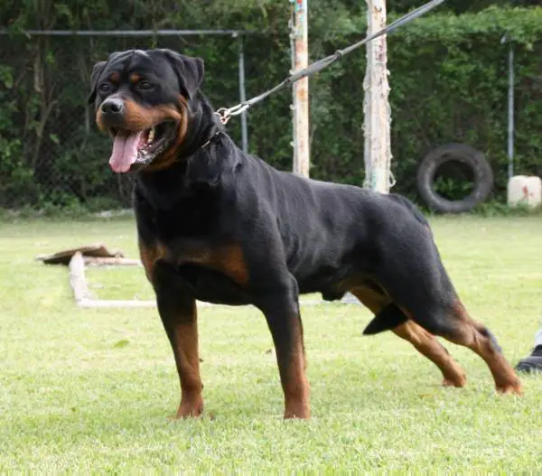 Jake vom Hause Neubrand