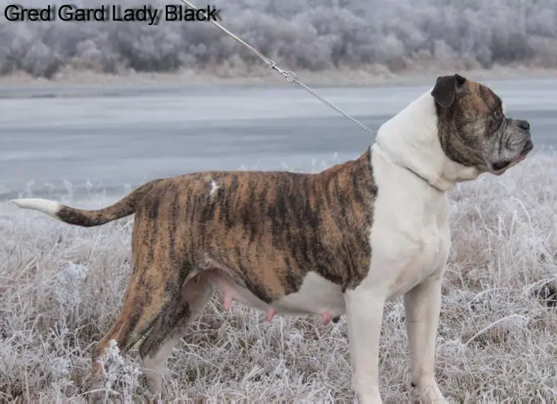 Gred Gard Lady Black