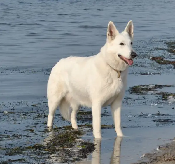 JUGENDCHAMPION Aimee of the White Heaven