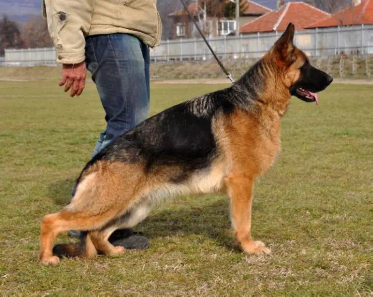 Perla v.d. Alexander