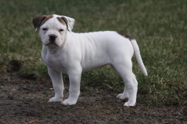 Jersey Strong's Chubbs of HighlandABs