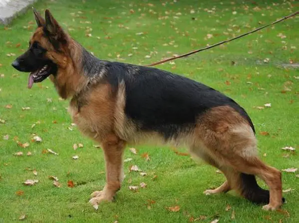 V(BSZS) Felice vom Schloß Rügland