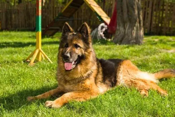 CAC Vaska