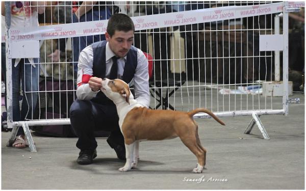 Link lgdd te remercie de la griffe du dragon