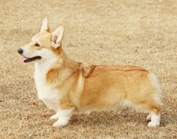 KOR.CH. The goodboy melody harmony