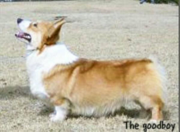 ANTONIO OF YUMI ANJO JP