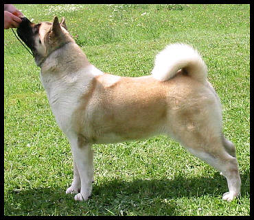 CAN CH Kuroi Kao's Noko Takara Of Wasenshi