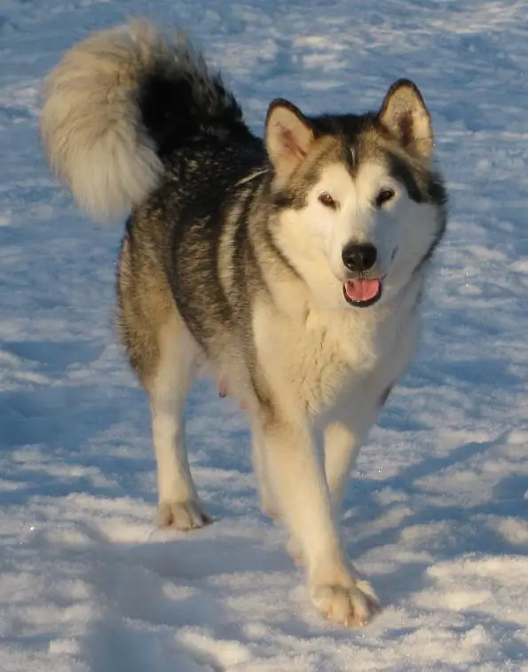 Venus del Lago Degli Orsi