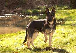 Autumn Storm Vom Hobbs Haus