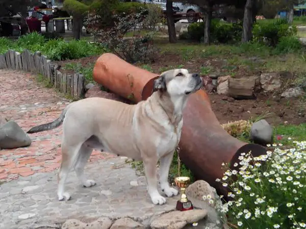 VICE WORLD WINNER 2013,VICE CHAMPION OF EUROPE 2013,INTCH,CH Barcelona