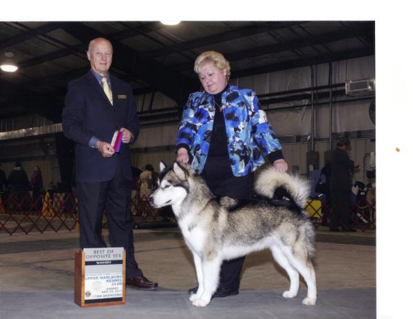 AM/UKC CH Starlight N Attaris Equinox