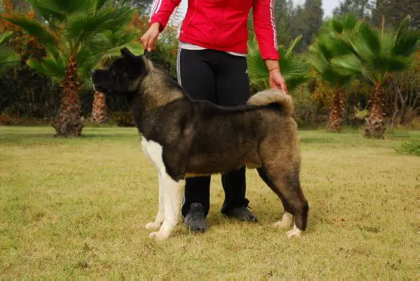 CHI CH Jackson Legend Ace