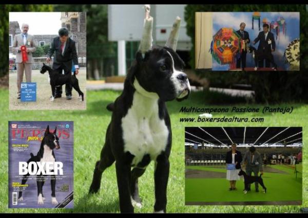 CH Passione (Pantoja)