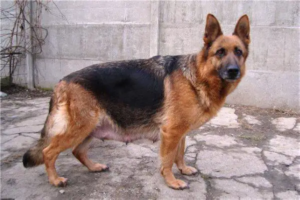 Ungvari Star Red Miledi