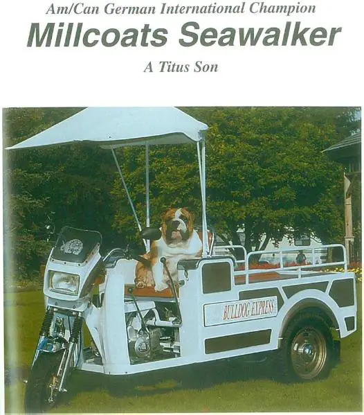 CH (AKC) Millcoats SeaWalker