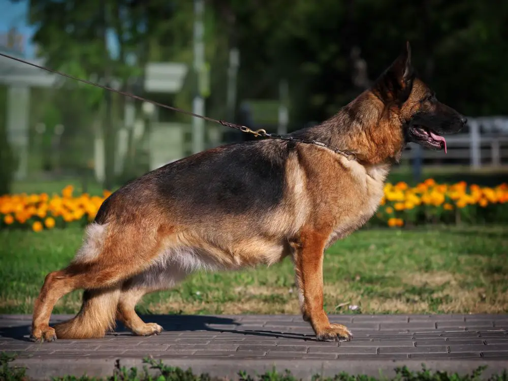 NALA VOM KRAFT RUDEL (НАЛА ФОМ КРАФТ РУДЕЛ)