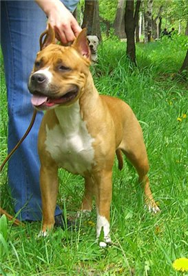 JCHRUS, CHRUS, CHRKF Tiger Land Stylish Piece