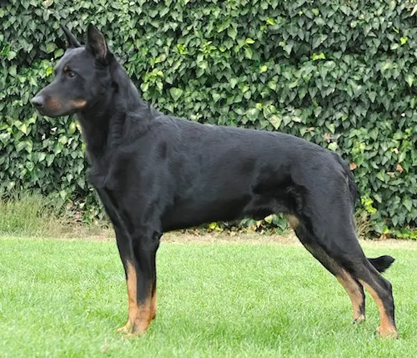 GCH (AKC) De Joie Du Chateau Rocher