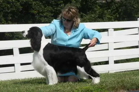 CH Dream's Black Ty Affair