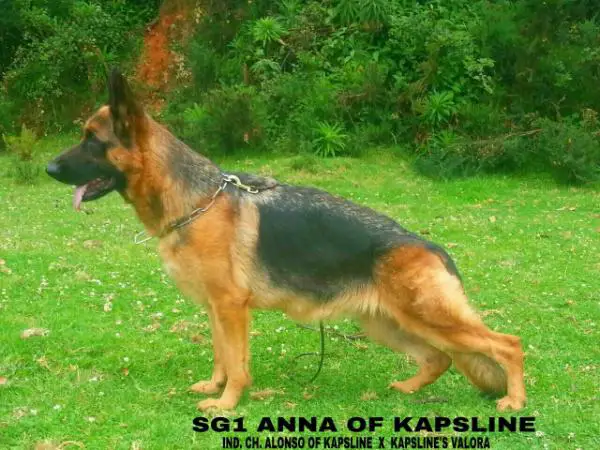 SG1 Anna Of Kapsline