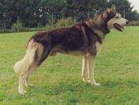 Shaktoolik's V'kennedy