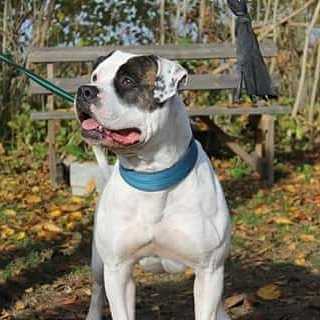 Supreme Bull's Amazing Asta