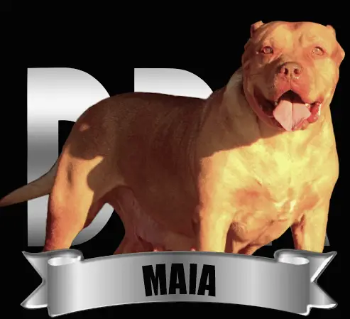 DDK9's Maia