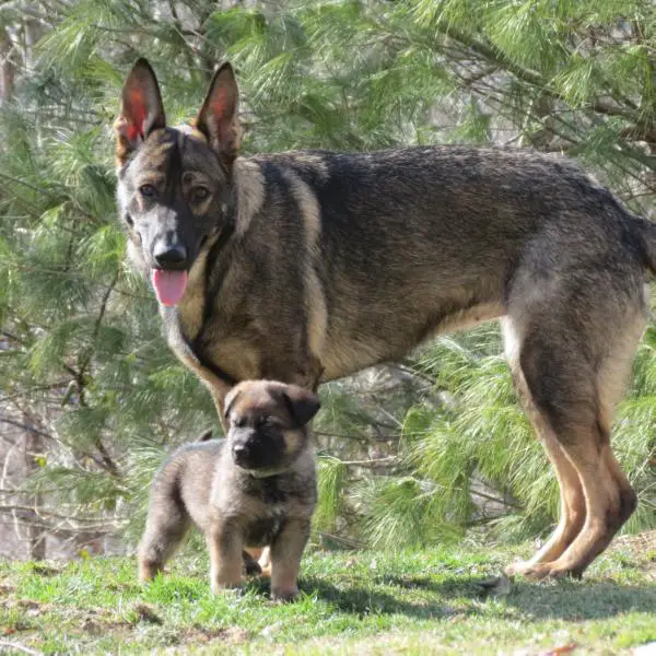 Kenda Z Jirkova Dvora