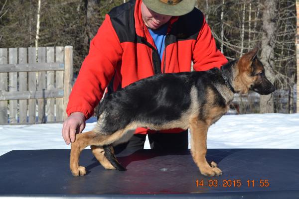 Platinumshepherd Igor